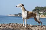 WHIPPET 244
